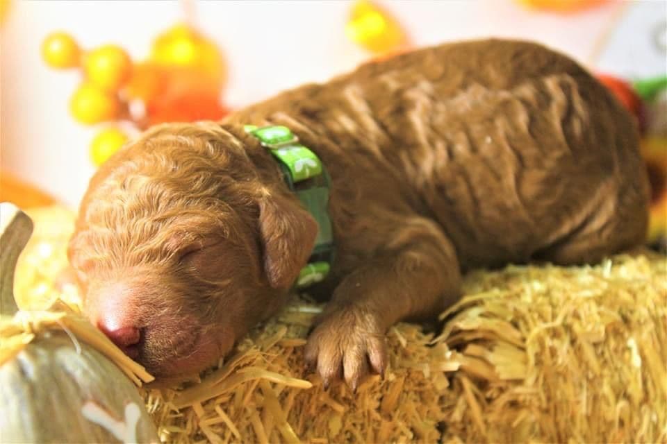 Poodle Puppies breeder image 6