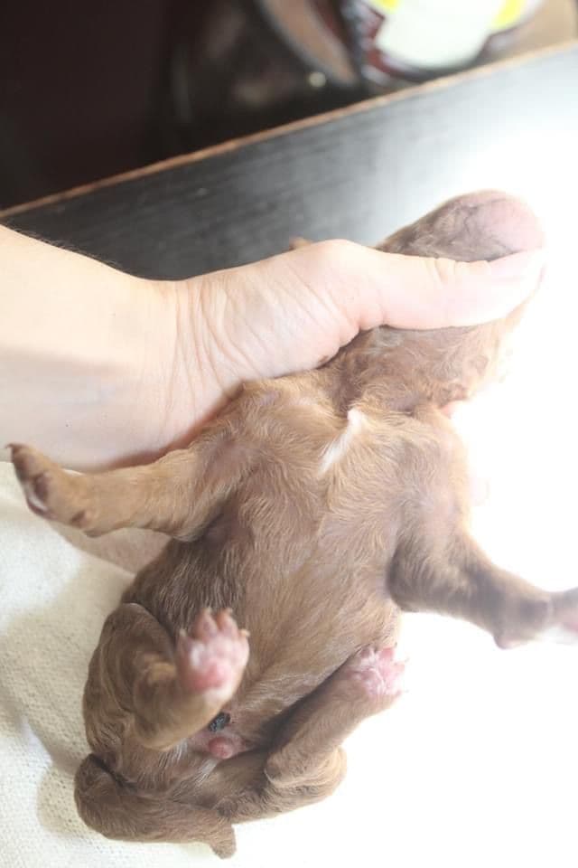 Poodle Puppies breeder image 7