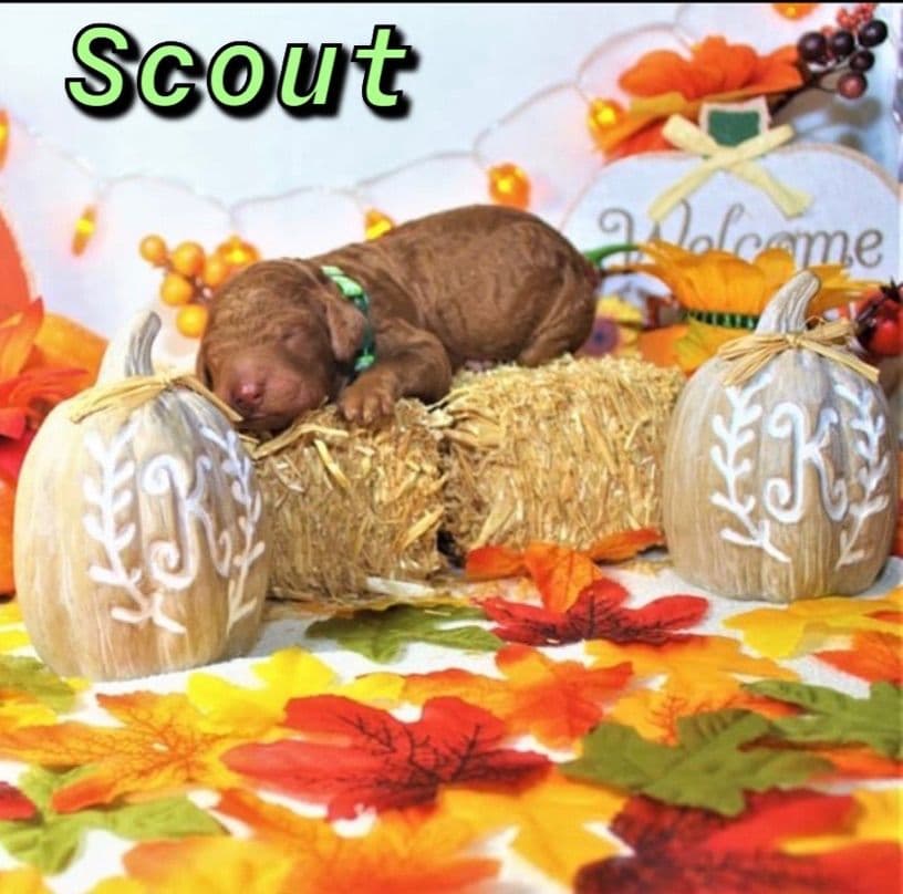 Poodle Puppies breeder image 8