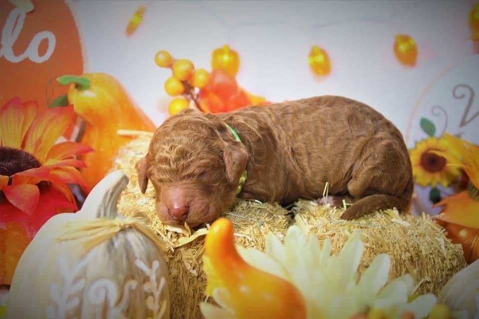 Poodle Puppies breeder image 10