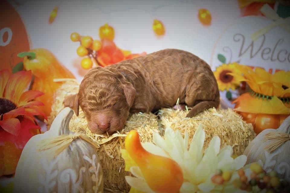 Poodle Puppies breeder image 11