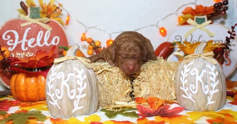 Poodle Puppies breeder image 16
