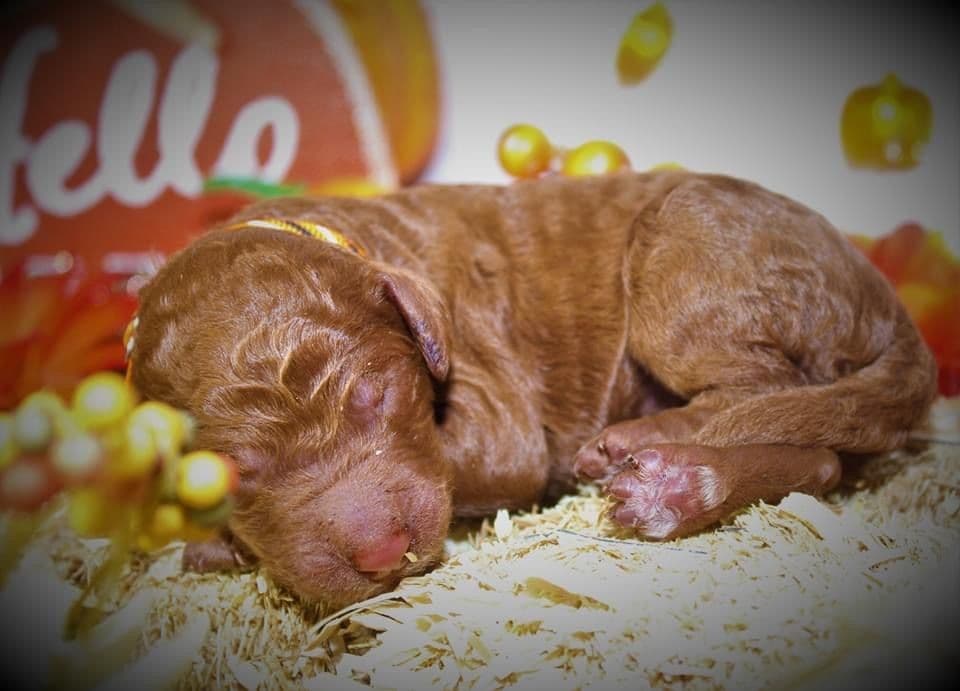 Poodle Puppies breeder image 14