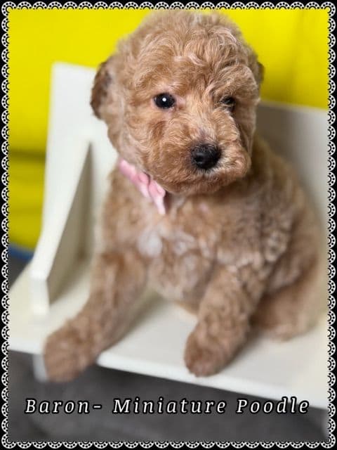 Poodle Puppies media 3