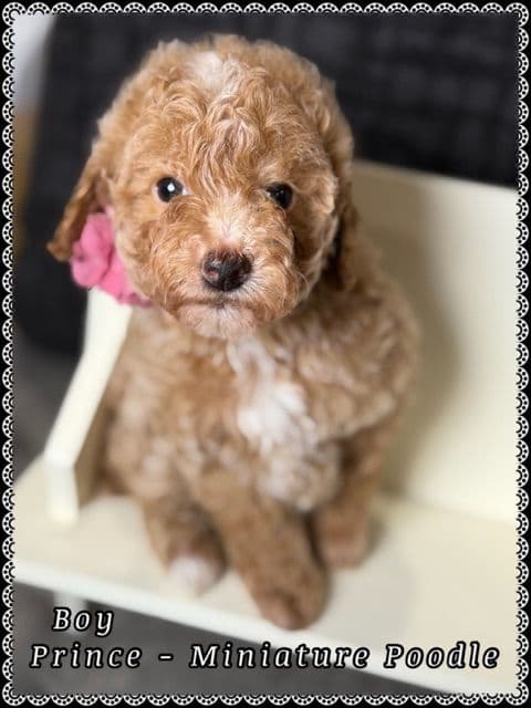 Poodle Puppies media 2