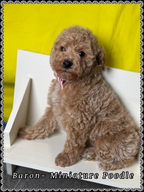 Poodle Puppies media 4
