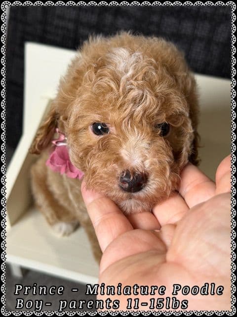 Poodle Puppies media 7