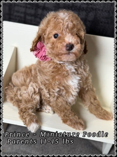 Poodle Puppies media 5