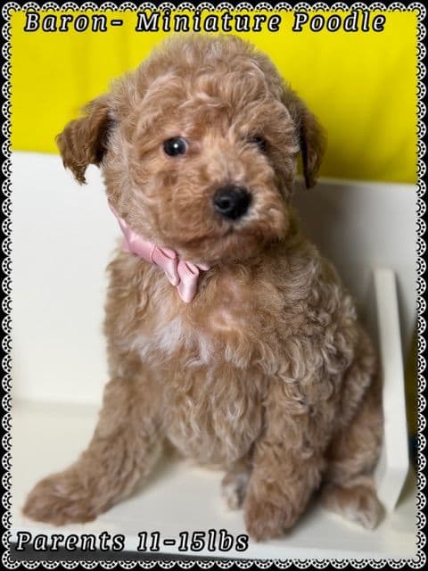 Poodle Puppies media 9