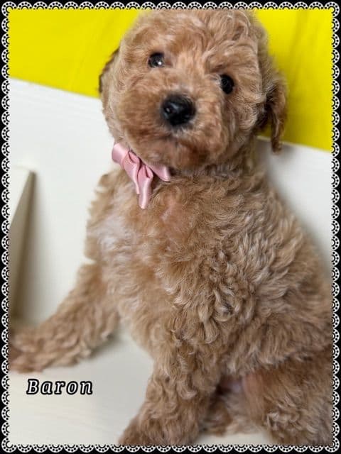 Poodle Puppies media 8