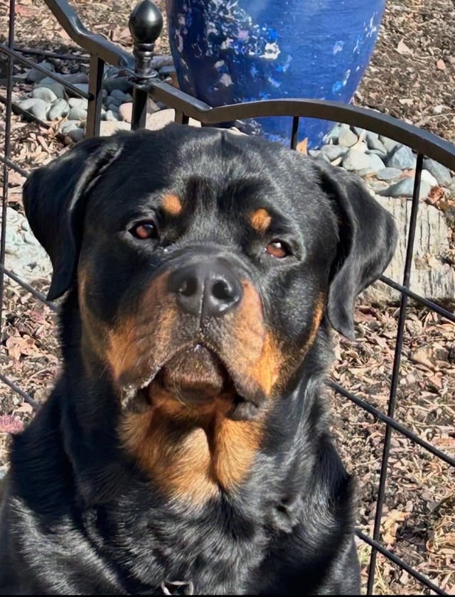 Rottweiler Puppies media 2