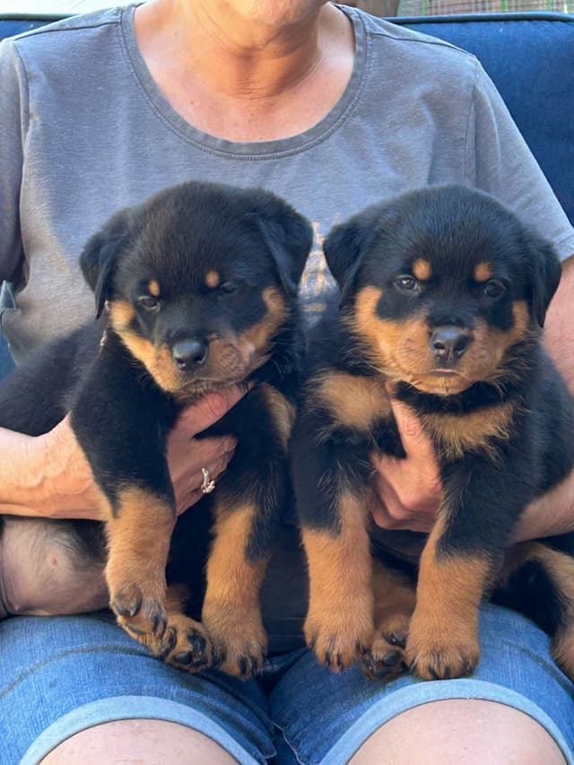 Rottweiler Puppies media 4