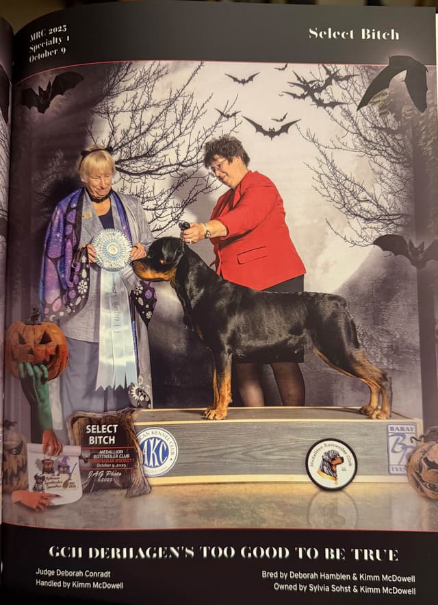 Rottweiler Puppies media 5