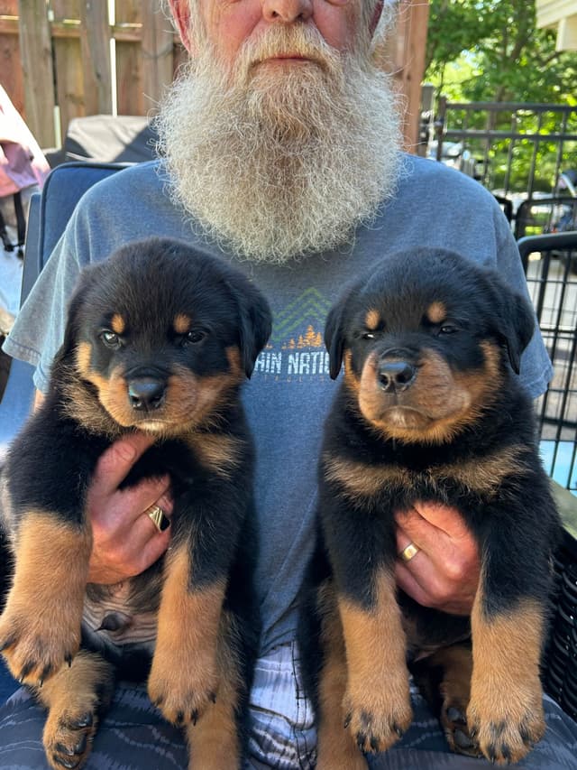 Rottweiler Puppies media 6