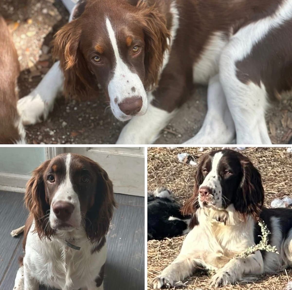 English Springer Spaniel Puppies breeder image 5