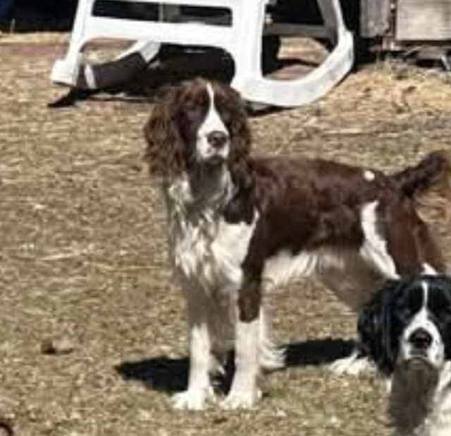 English Springer Spaniel Puppies media 3