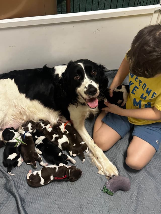 English Springer Spaniel Puppies media 6