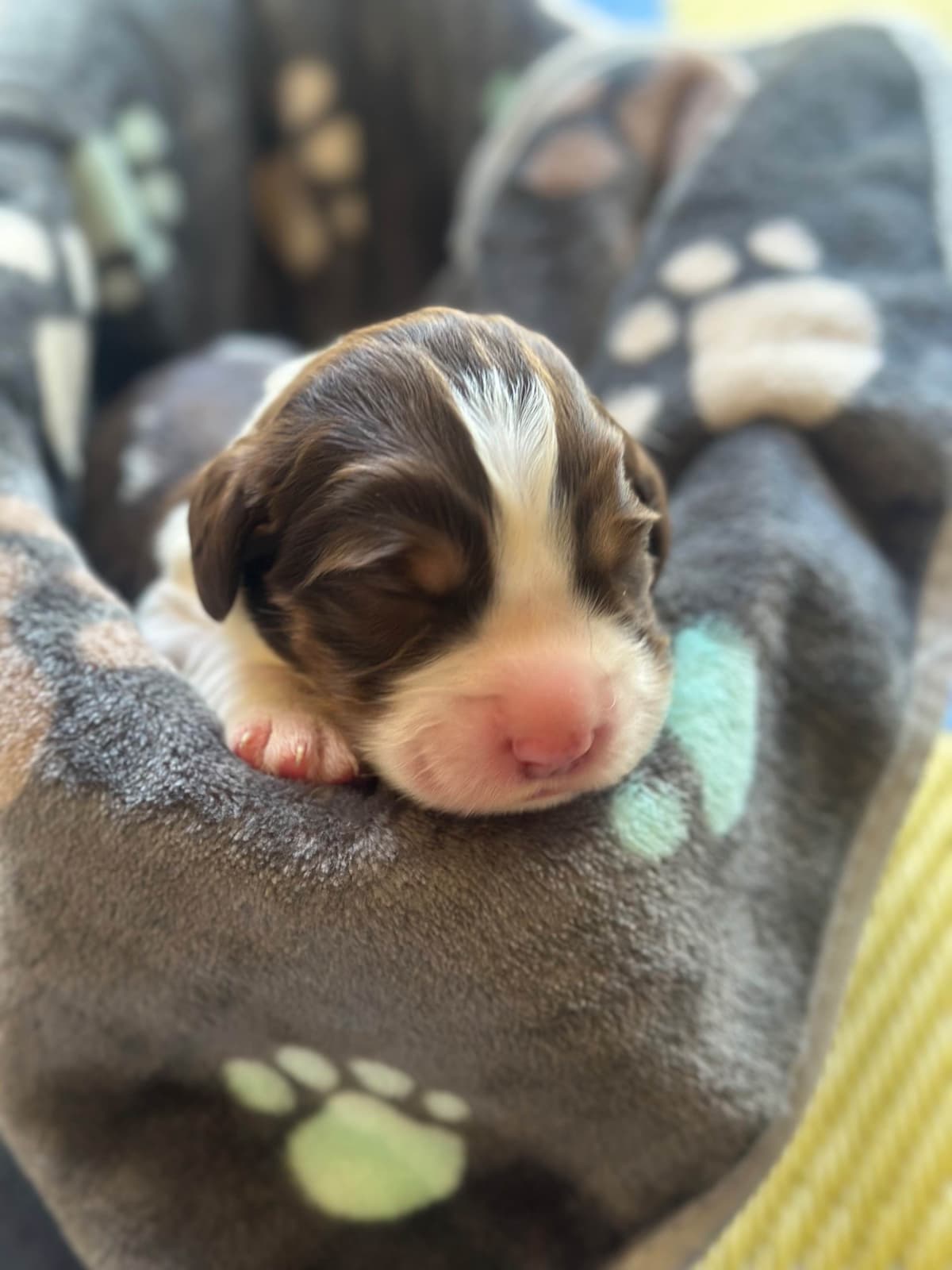 English Springer Spaniel Puppies breeder image 3