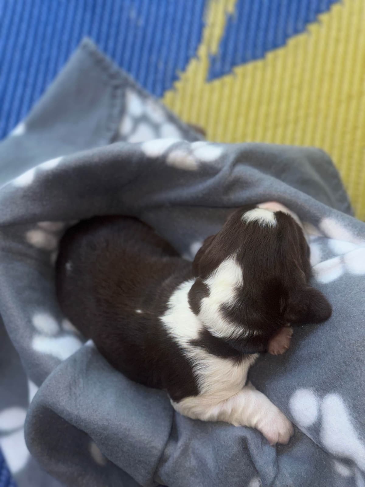 English Springer Spaniel Puppies breeder image 6