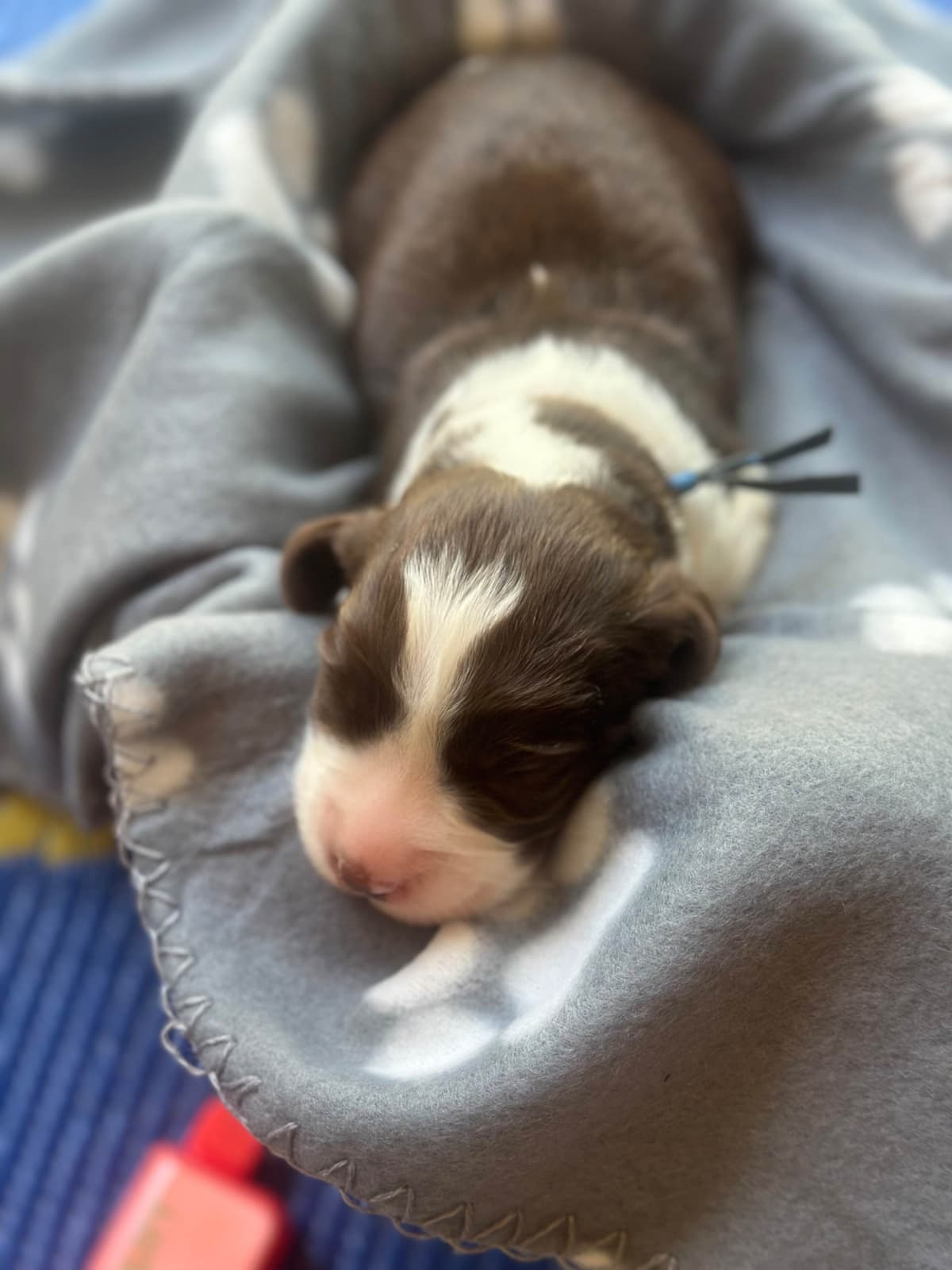 English Springer Spaniel Puppies breeder image 4