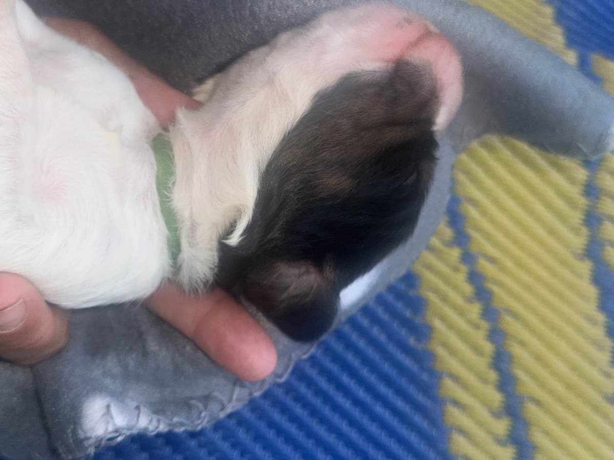 English Springer Spaniel Puppies breeder image 7