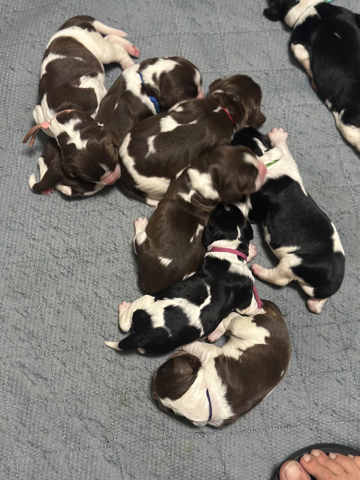 English Springer Spaniel Puppies breeder image 8