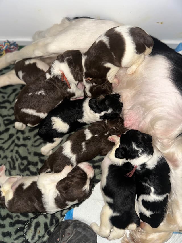 English Springer Spaniel Puppies media 2