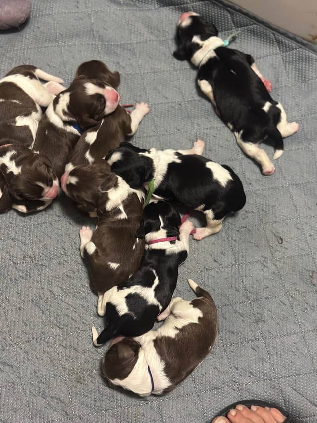 English Springer Spaniel Puppies media 9