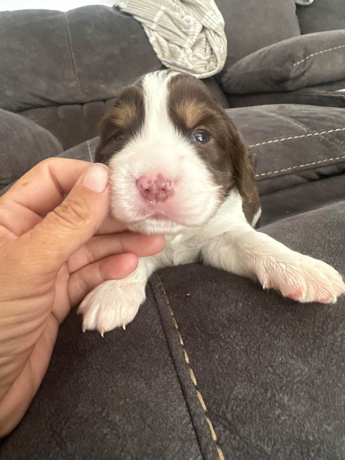 English Springer Spaniel Puppies breeder image 2