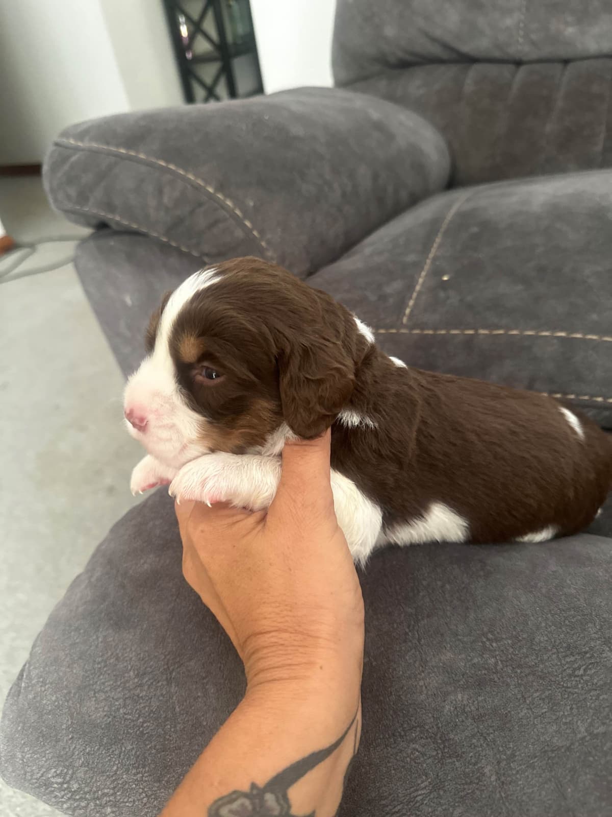 English Springer Spaniel Puppies breeder image 10