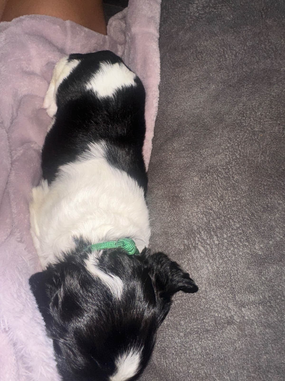 English Springer Spaniel Puppies breeder image 11