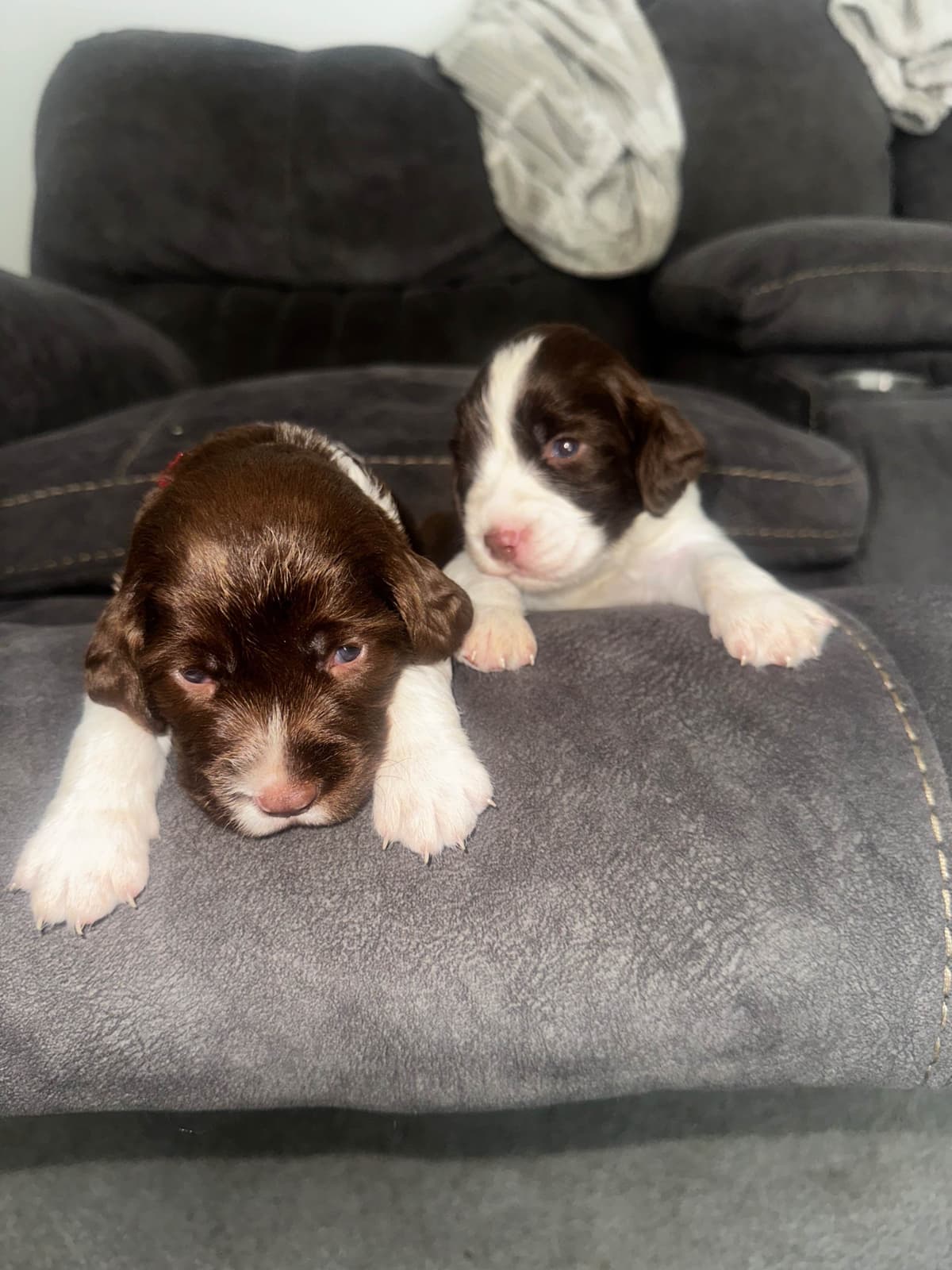 English Springer Spaniel Puppies breeder image 12