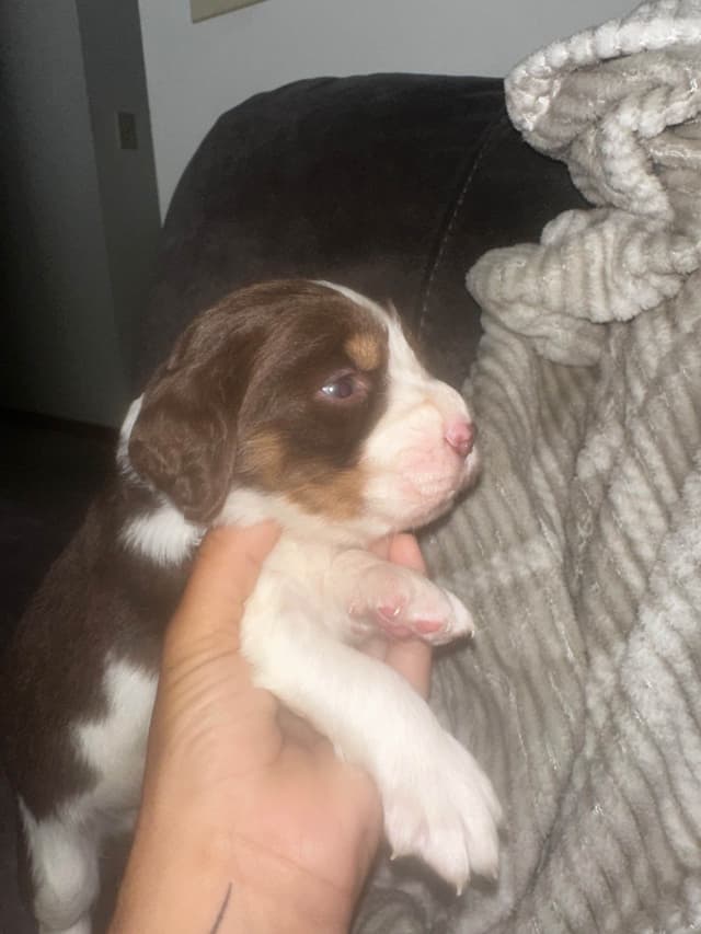English Springer Spaniel Puppies media 10