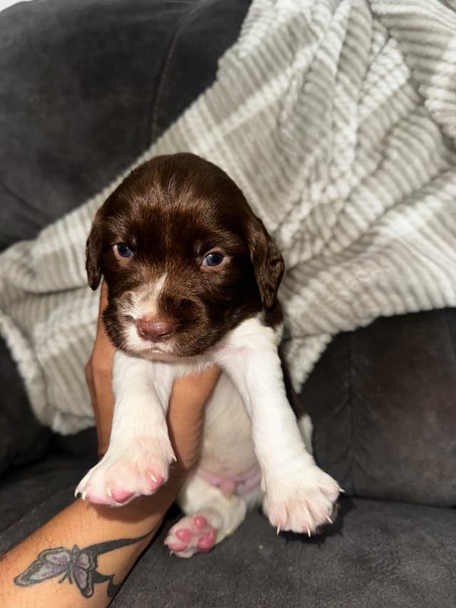 English Springer Spaniel Puppies media 11