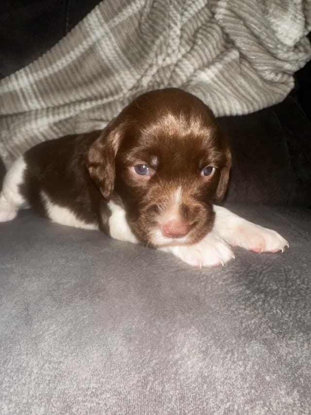 English Springer Spaniel Puppies media 12
