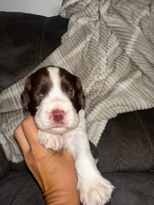 English Springer Spaniel Puppies media 13
