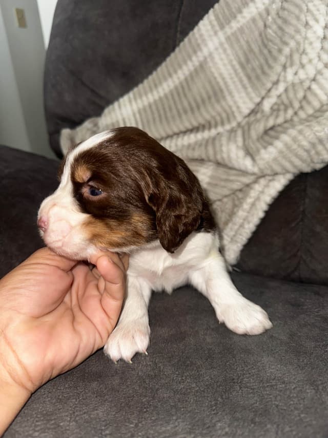 English Springer Spaniel Puppies media 16