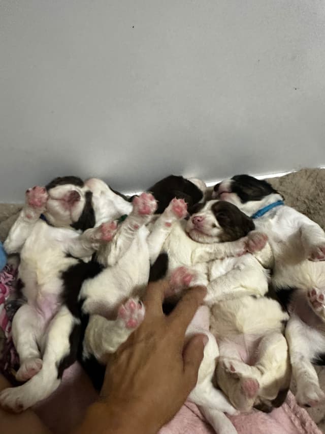 English Springer Spaniel Puppies media 19
