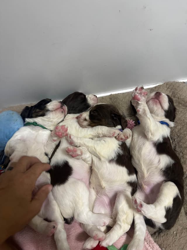 English Springer Spaniel Puppies media 21