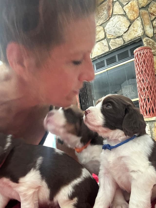 English Springer Spaniel Puppies media 23