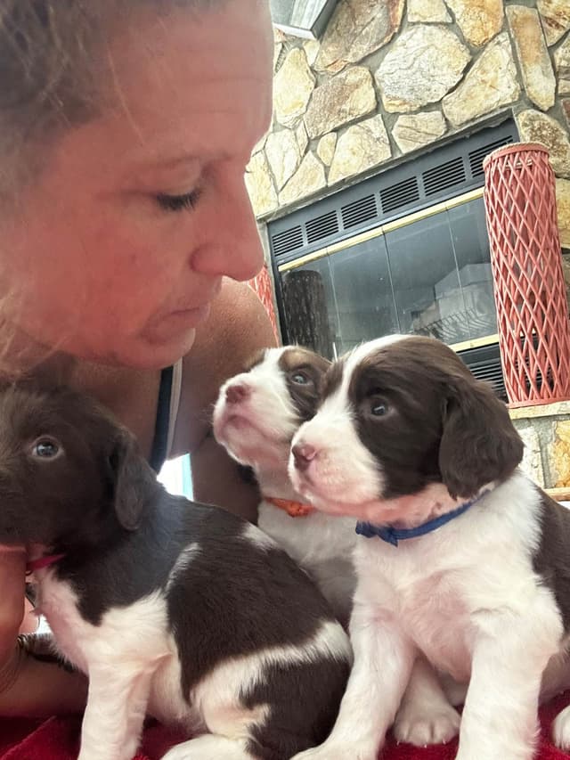 English Springer Spaniel Puppies media 24