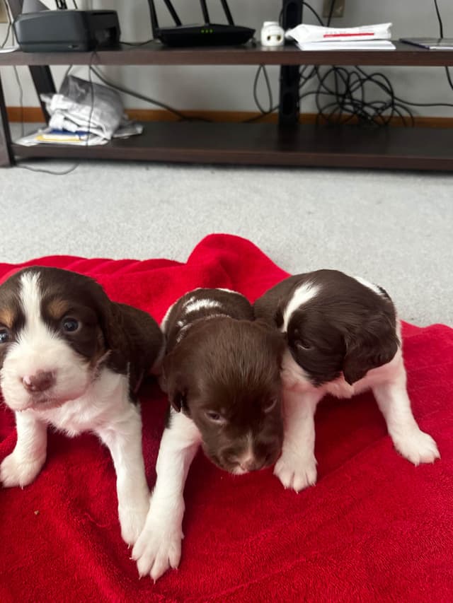 English Springer Spaniel Puppies media 25