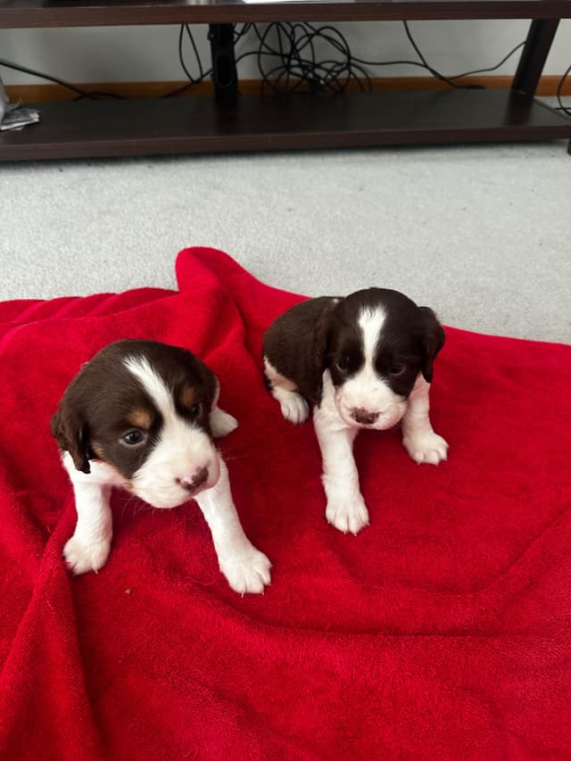 English Springer Spaniel Puppies media 26