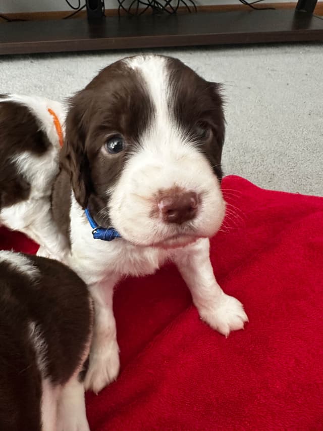 English Springer Spaniel Puppies media 27