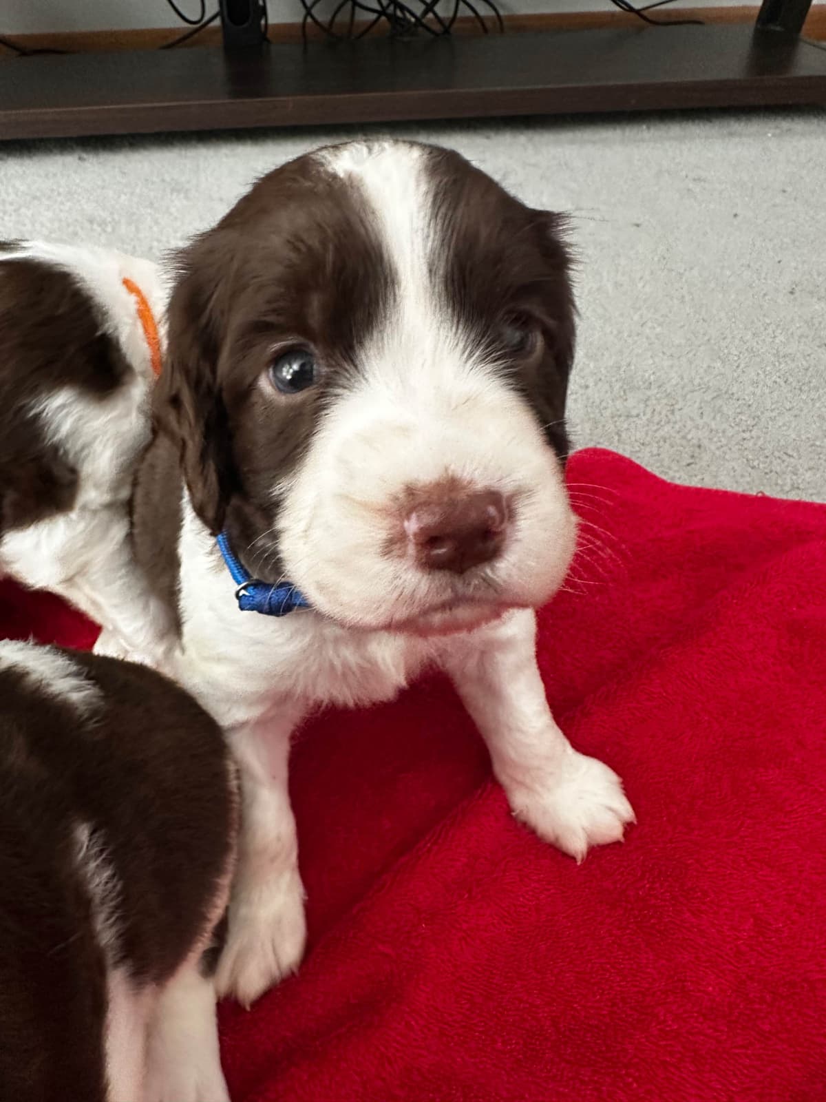 English Springer Spaniel Puppies breeder image 14