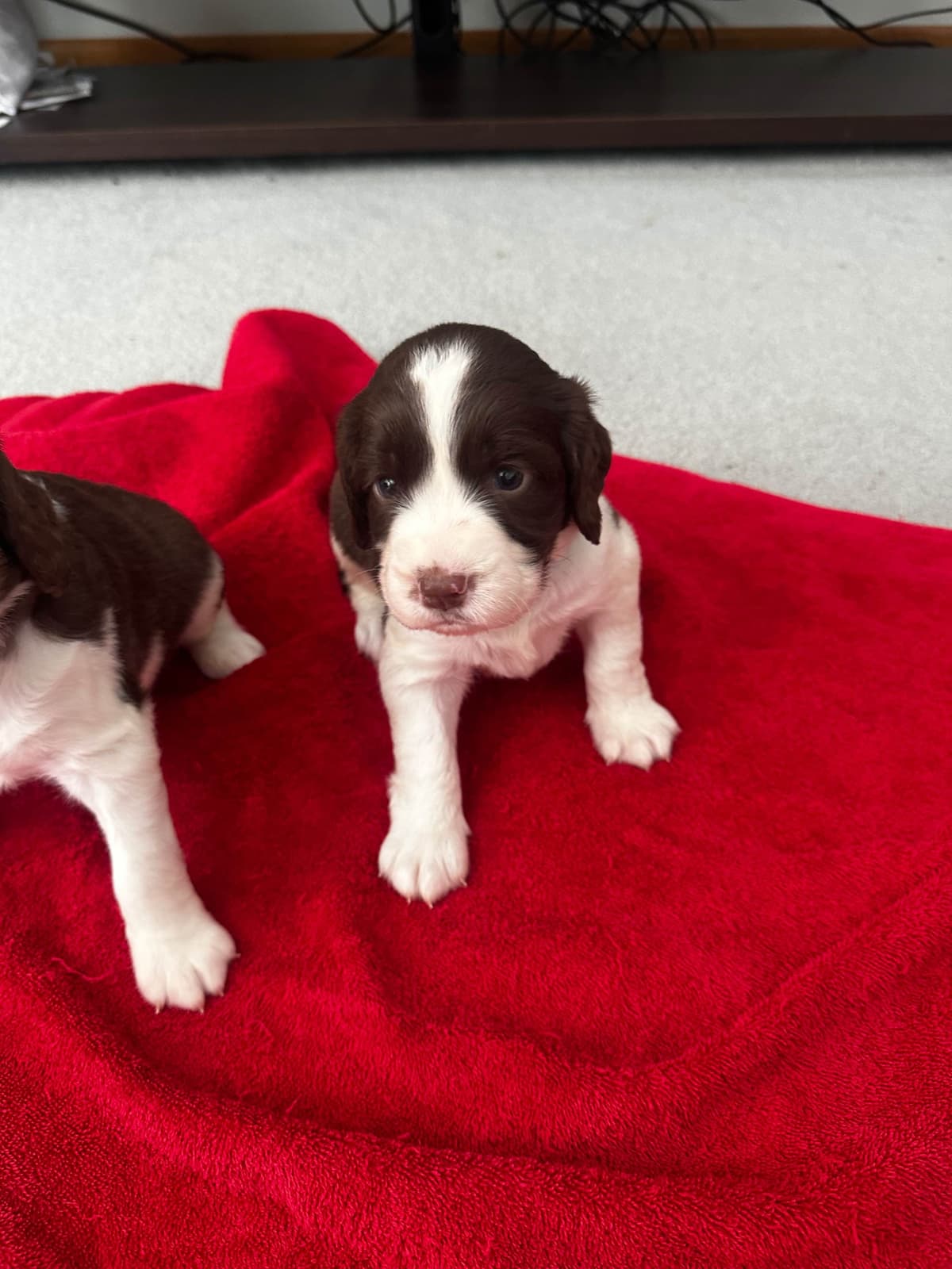 English Springer Spaniel Puppies breeder image 16