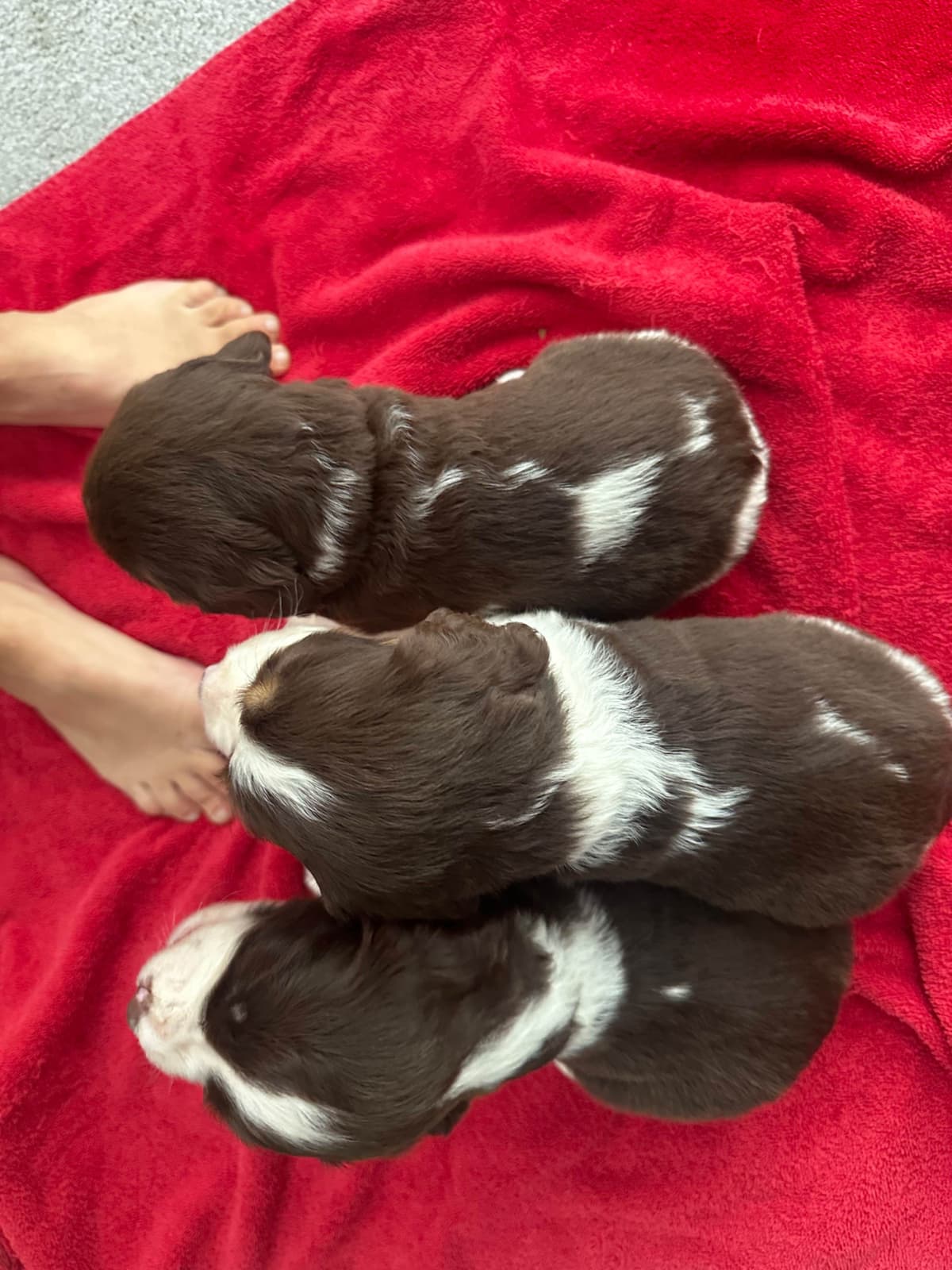 English Springer Spaniel Puppies breeder image 17