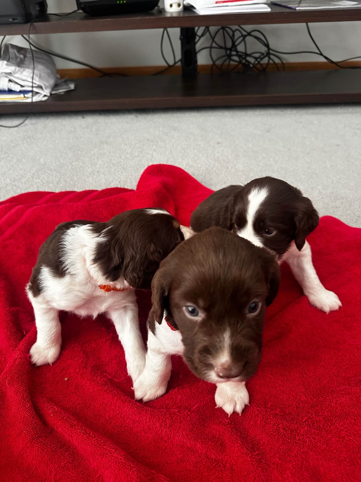 English Springer Spaniel Puppies breeder image 18