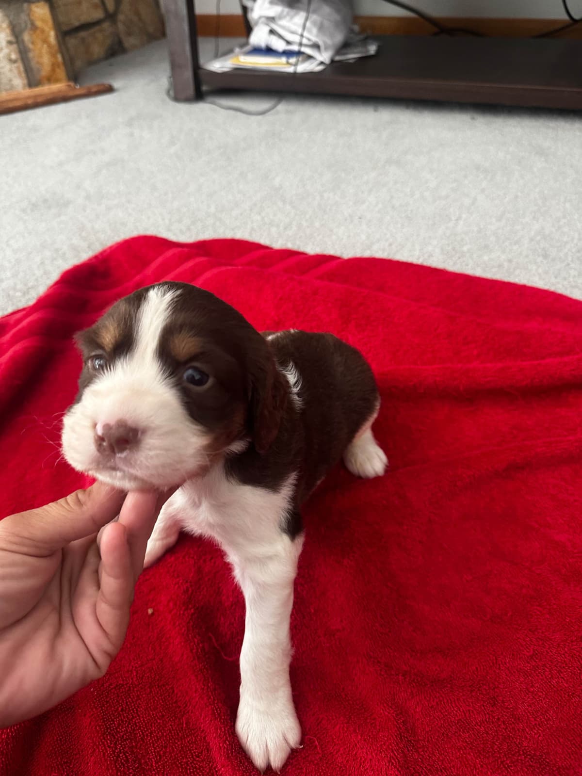 English Springer Spaniel Puppies breeder image 19