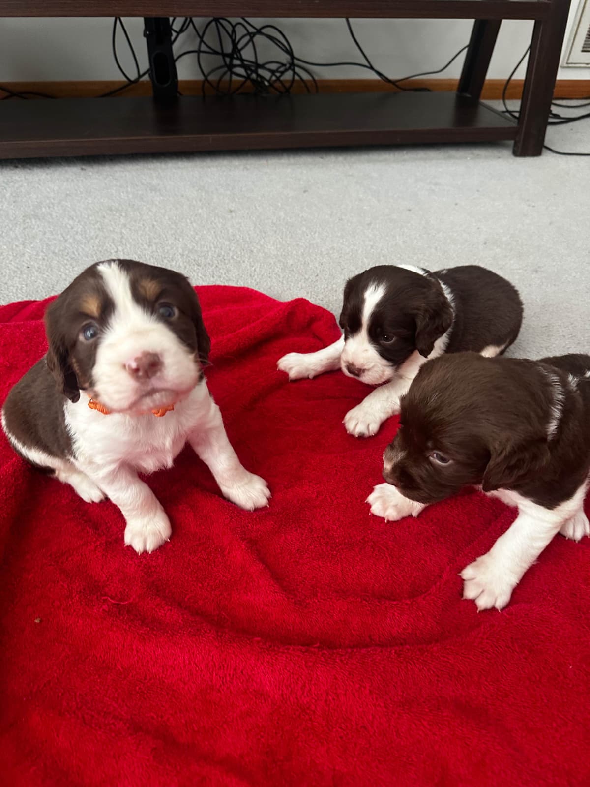 English Springer Spaniel Puppies breeder image 21